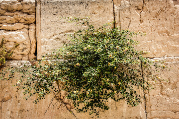 Close up of The Western Wall, Wailing Wall, often shortened to The Kotel is the most religious site...