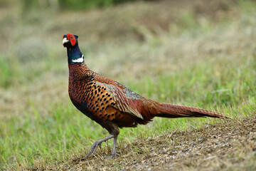 Portrait of a common pheasant on a green meadow in spring during rut