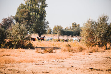 landscape with trees and horses