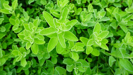 Fototapeta na wymiar Nature green leaf on top view.