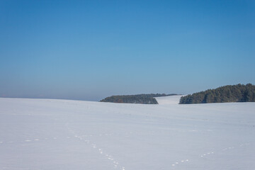 Fototapeta na wymiar Winter, minimalist landscape with trees. Background