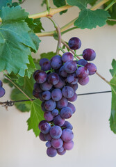Types of grapes in study conditions