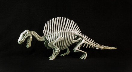 A spinosaurus skeleton model on black background.