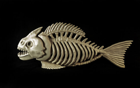 A ancient fish skeleton model on black background.