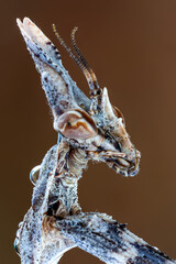 extreme close up of a praying mantis nymph portrait.
empusa pennata.