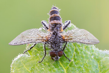 close up of a fly  that killed by entomopathogenic fungus.  © deZiGN