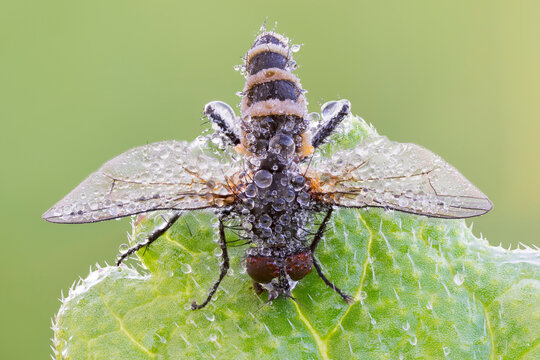 Close Up Of A Fly  That Killed By Entomopathogenic Fungus. 