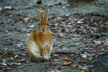 正面をじっと見る大きな野ウサギ