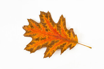 Beautiful autumn orange oak leaf on white background