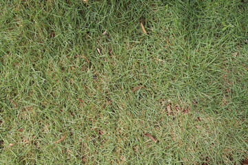 Grass texture, wallpaper, green and beautiful