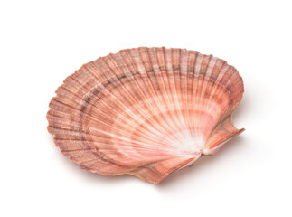 Scallops shell