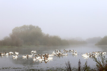  White big geese swim calmly in the water on a foggy autumn morning. Domestic goose, gray goose or white goose. Autumn, fog, lake