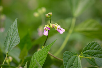 Close-up of a flowering Green Bean plant (Phaseolus vulgaris).