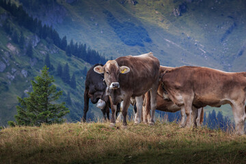 Kühe am Steineberg auf der Nagelfluhkette in den Allgäuer Alpen