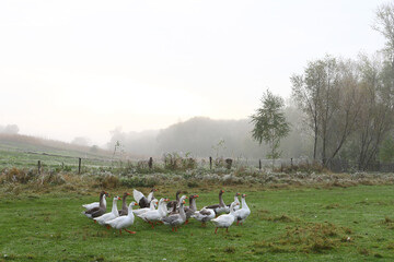 White big geese swim calmly in the water on a foggy autumn morning. Domestic goose, gray goose or white goose. Autumn, fog, lake