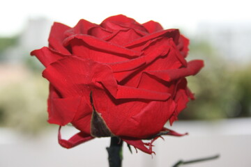 rosa rossa amore passione sanvalentino