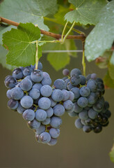 Types of grapes in study conditions