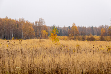 Yellow tints and colors landscape with dry grass, forest trees in cloudy day