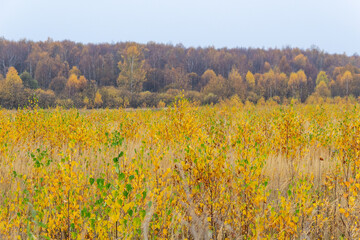 Obraz premium Yellow and green foliage of young birch trees with background of autumn forest and cloudy sky