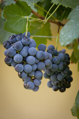 Types of grapes in study conditions