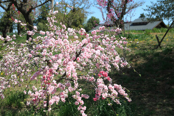 桃の花