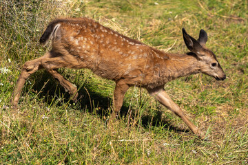 White-tailed Deer Cute Baby Fawn Running.