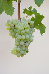 Types of grapes in study conditions