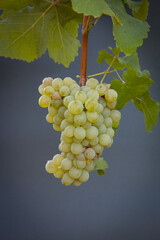 Types of grapes in study conditions