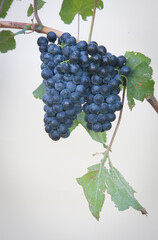 Types of grapes in study conditions