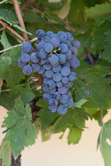 Types of grapes in study conditions