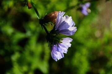 Bright flowers of chicory on the background of the summer landscape.
