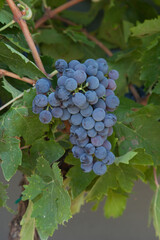 Types of grapes in study conditions