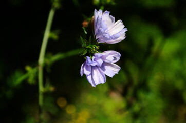 Fototapeta premium Bright flowers of chicory on the background of the summer landscape.