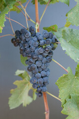 Types of grapes in study conditions