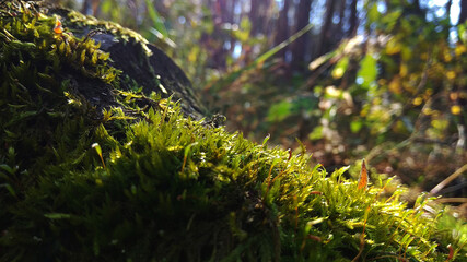 Fototapeta premium moss in the sun