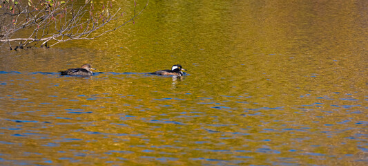 Hooded Merganser Swimming in Pond