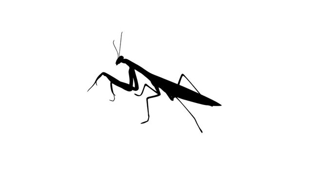 Silhouette of a praying mantis, animation on the white background