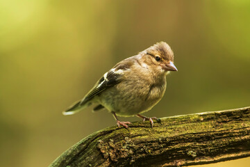 common chaffinch (Fringilla coelebs) the female has a nice portrait on an old branch