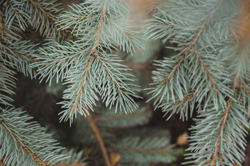 Naklejka na ściany i meble close-up photo of blue spruce branches. approach of winter. coniferous trees