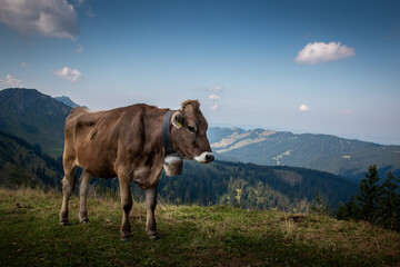 Fototapeta na wymiar Kuh am Steineberg auf der Nagelfluhkette in den Allgäuer Alpen