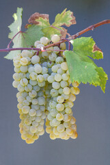 Types of grapes in study conditions