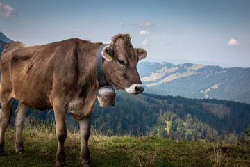 Fototapeta na wymiar Kuh am Steineberg auf der Nagelfluhkette in den Allgäuer Alpen