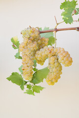 Types of grapes in study conditions