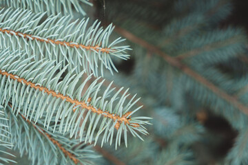 close-up photo of blue spruce branches. approach of winter. coniferous trees