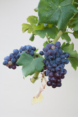 Types of grapes in study conditions
