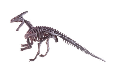 A parasaurolophus skeleton model on the white background.