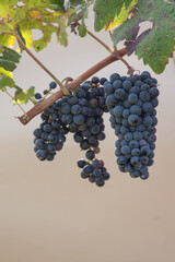 Types of grapes in study conditions