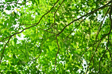 Green tree leave on white in garden; clear sky.
