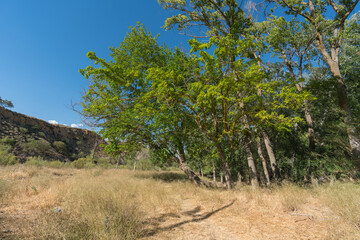 trees with green leaves in the countryside of southern Spain