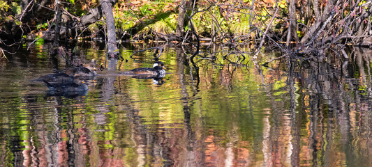 Hooded Merganser Swimming in Pond